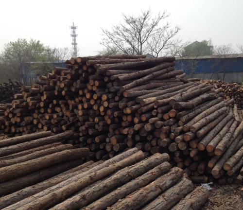 打桩木（8米松木桩）
