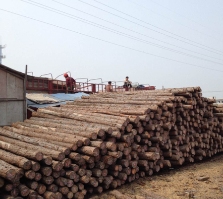供应打桩木（3-6米松木桩）