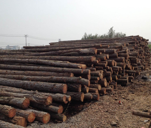 供應打樁木（3-6米松木樁）