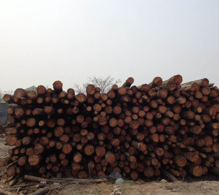 供应打桩木（3-6米松木桩）